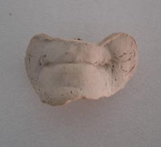 Molde de escultura: boca