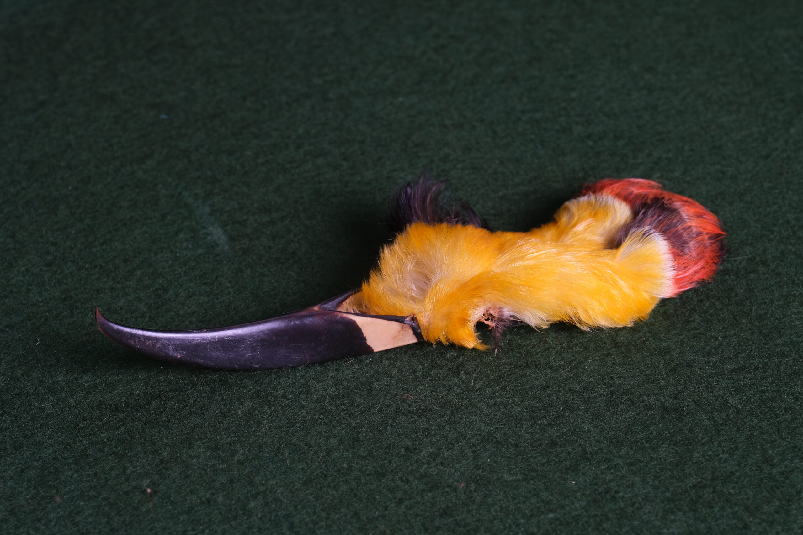 Amostra animal: papo de tucano