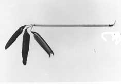Adorno auricular