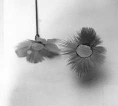 Adorno auricular