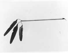 Adorno auricular