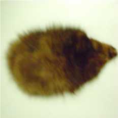 Amostra animal: pele