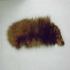 Amostra animal: pele