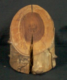 Amostra vegetal: pau brasil