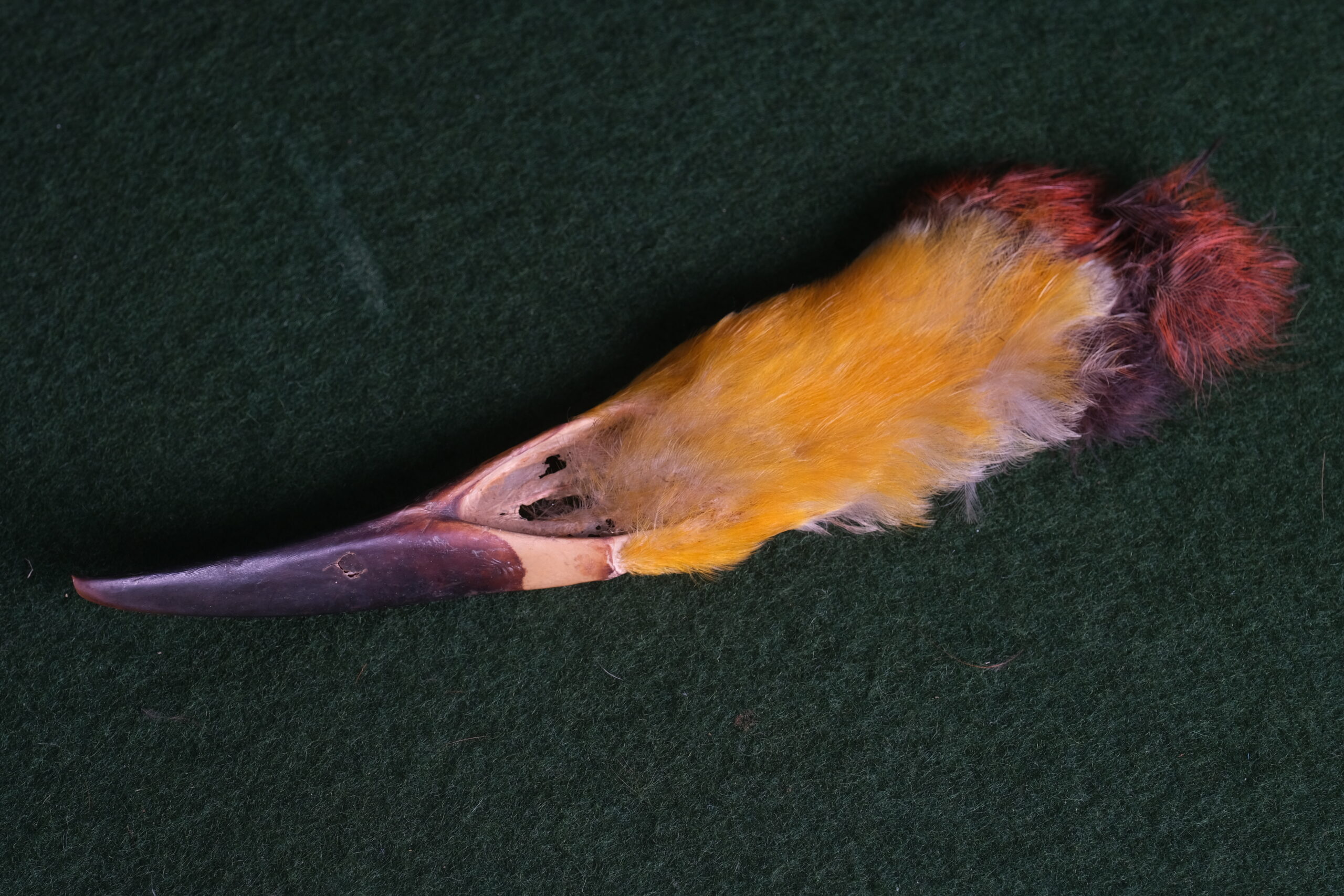 Amostra animal: papo de tucano