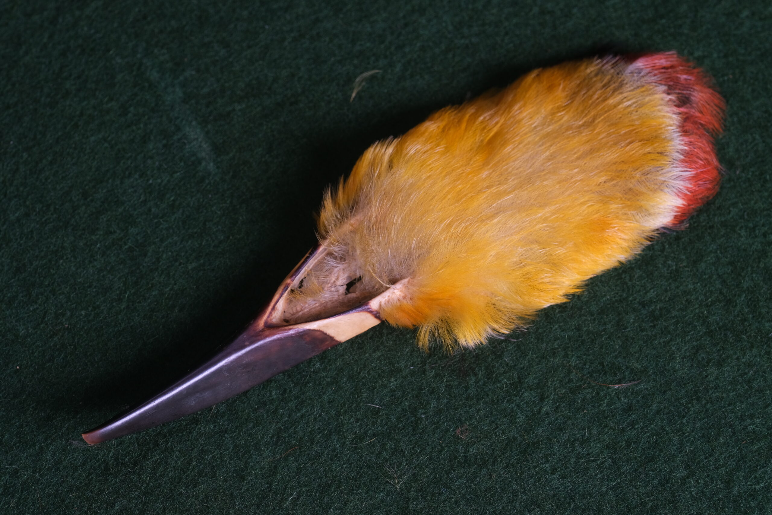 Amostra animal: papo de tucano