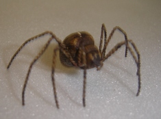 Brinquedo: aranha