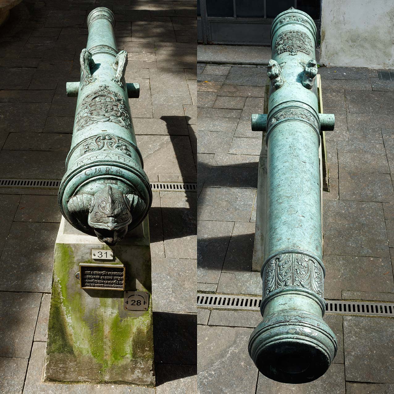 Colubrina