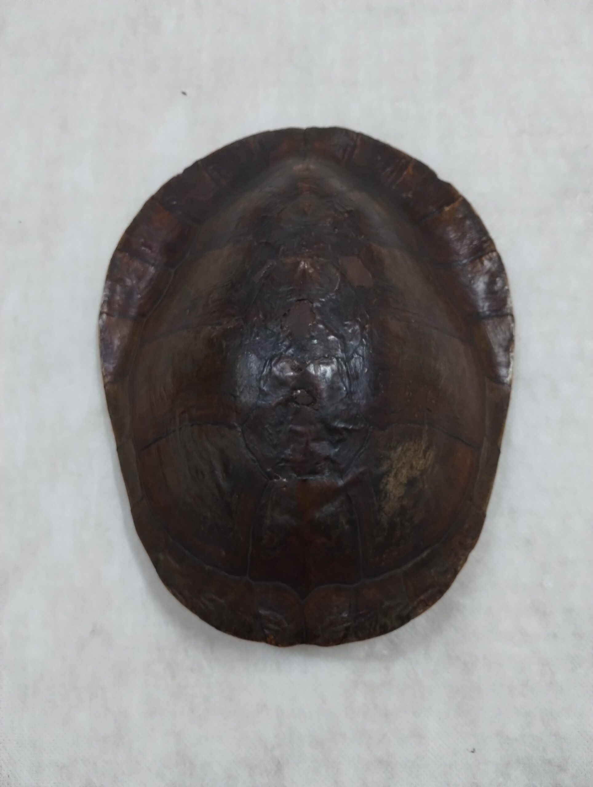 Amostra animal: casco de tartaruga