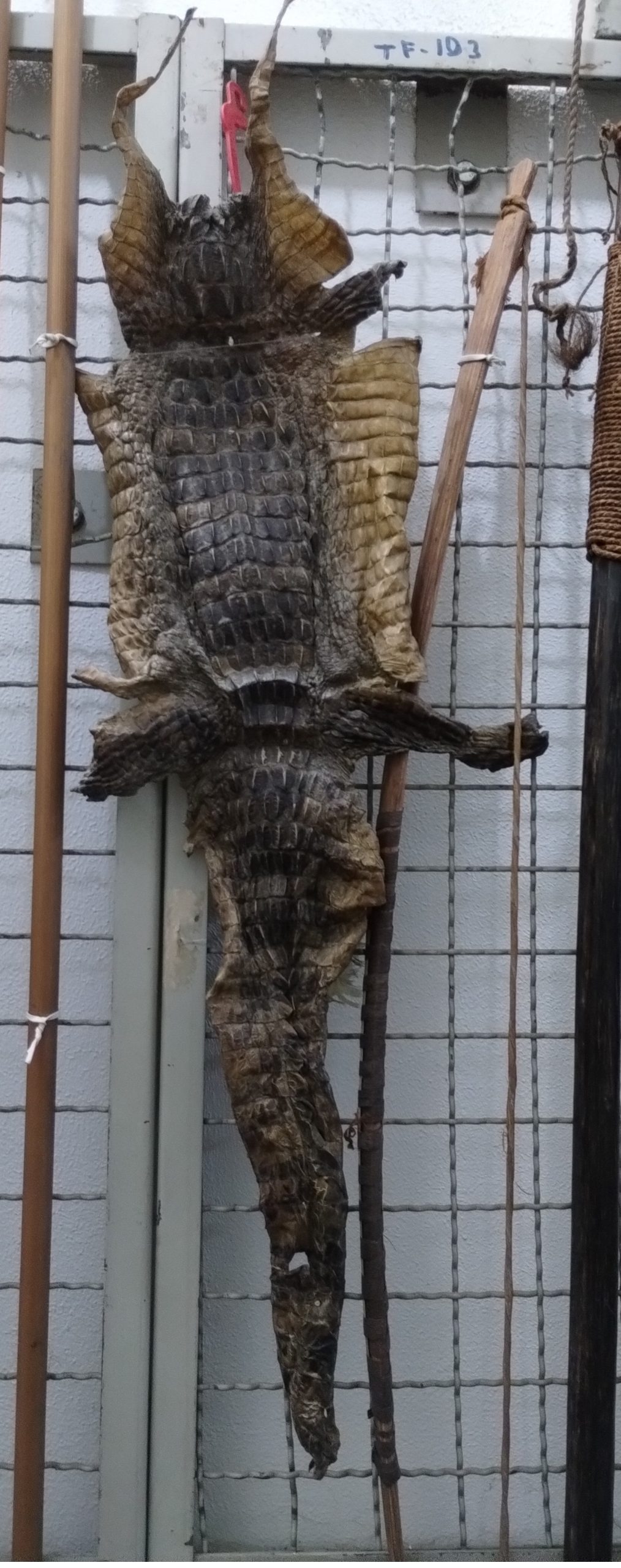Amostra animal: pele de jacaré