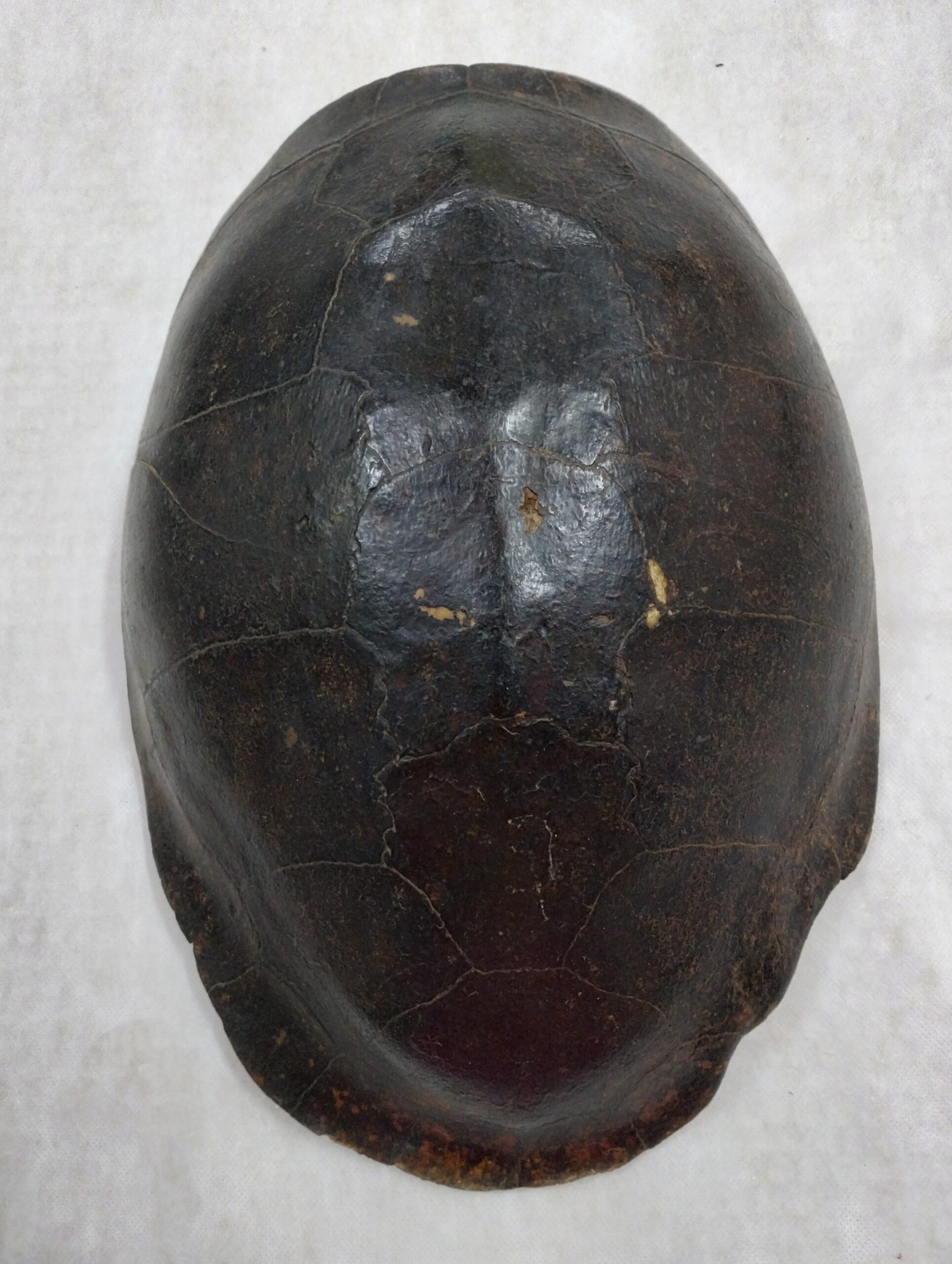 Amostra animal: casco de tartaruga