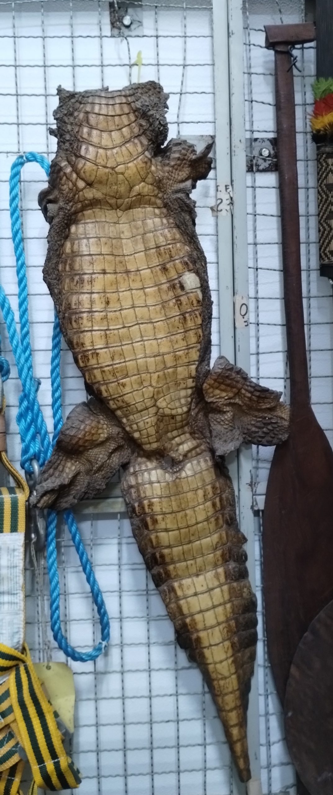 Amostra animal: pele de jacaré