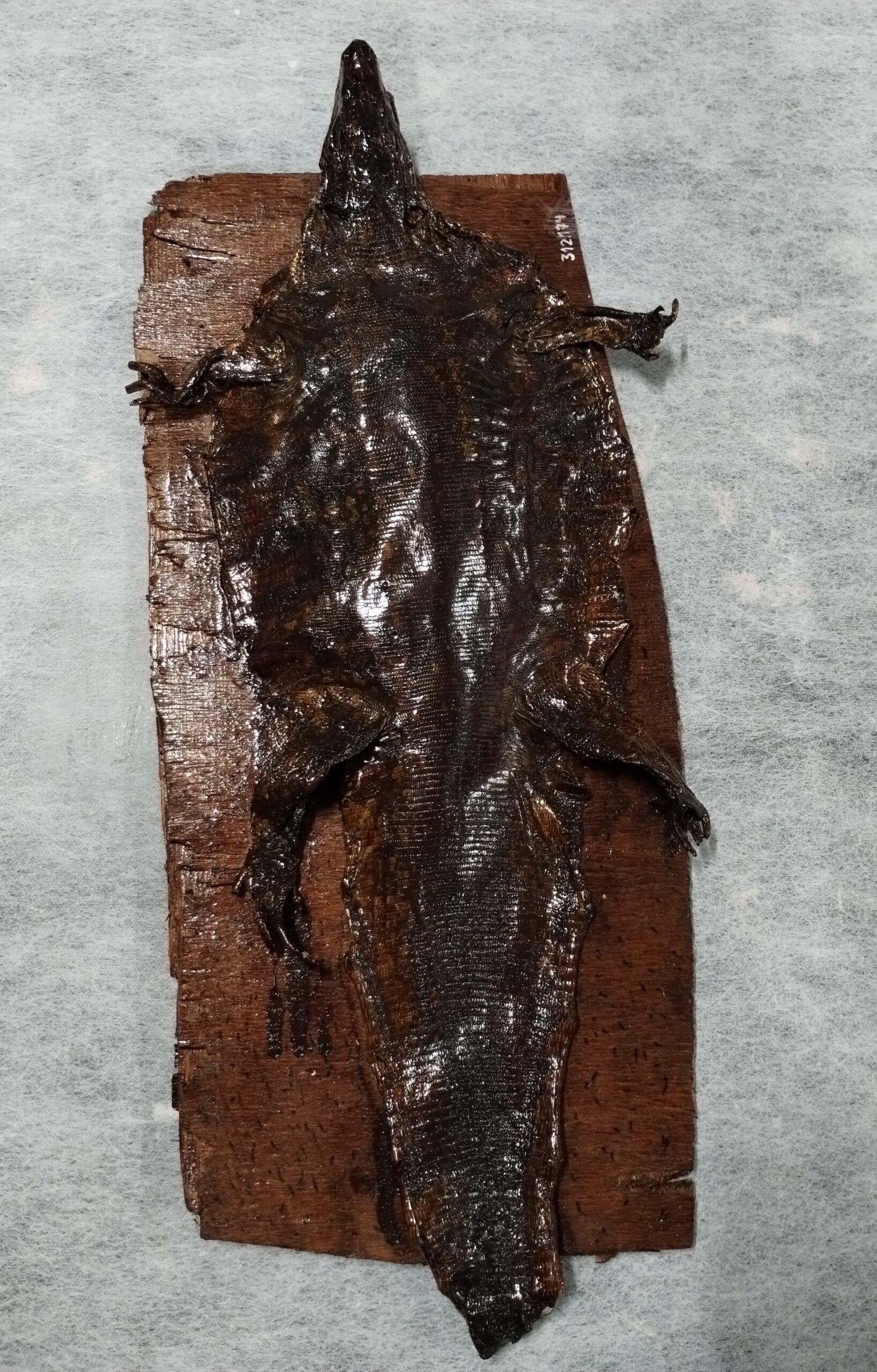 Amostra animal (pele de tejo)